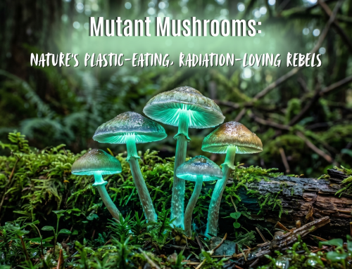 The Wood Wide Web: How Mushrooms Speak to the Underworld